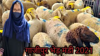 Gazipur Bakra Mandi 2021  Delhi Gazipur Bakra Mandi Update  Delhi Bakra Mandi  सबसे सस्ती मंडी [upl. by Izabel]