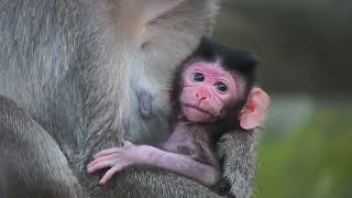 Newborn Baby monkey Today Of Mommy Monkey Sami Welcome To the world [upl. by Suirtimid282]