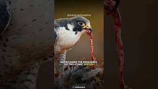 Peregrine Falcon  The Fastest Animal On the Earth [upl. by Yert110]