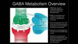 LTheanine and GABA Supplementation [upl. by Bret]