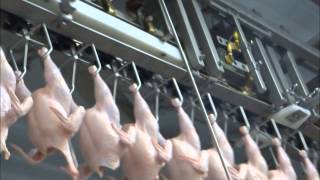 Cut Up and Deboning System for Chicken [upl. by Fonda552]