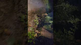 Tiger के इलाके ने Bike से Night Ride । Bike Night Ride In Tiger Territory । Elephant Area Night Ride [upl. by Jacquelyn909]