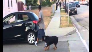 INSOLITOCALIFORNIA  POLICÍA MATA A PERRO POR DEFENDER A SU AMO [upl. by Naeerb900]