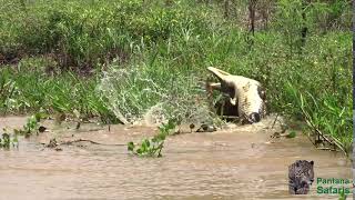 Jaguar killing a caiman  Pantanal safaris jaguar photography [upl. by Eibot725]