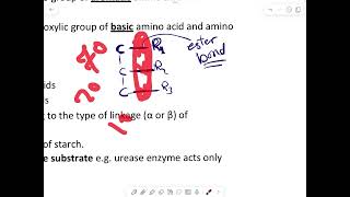 Specificity of The enzymes [upl. by Hnamik]