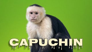 Capuchin monkey sounds [upl. by Eleni]