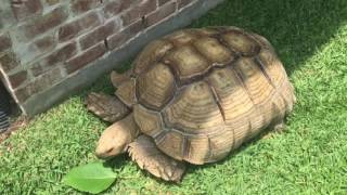 George the 200lb Sulcata Full update [upl. by Cima59]