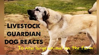 Our 9 month old livestock guardian dog reacts to a new large animal on the farm [upl. by Bernadette530]