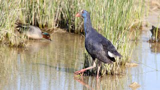 Purple Swamphen [upl. by Esiuqcaj]