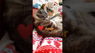 Short Divertido de Gatos😾Gato Pichu en GRACIOSO short😺Gato de YouTube catsofyoutube [upl. by Afinom]