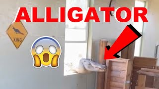 Alligator BREAKS Through Window What Went Wrong [upl. by Voltz17]