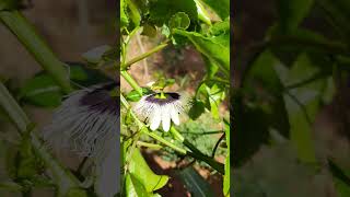 Yellow Passion Fruit plant flower Passiflora edulis flavicarpa [upl. by Ahsienahs879]