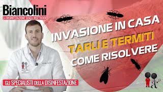 ⚠️​😢Tarli e Termiti gli insetti del legno che invadono le case⚠️​😢 [upl. by Latsirk]