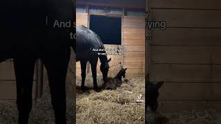 So did you get it right foal horse equestrian viral baby newborn babyhorse bodylanguage [upl. by Enelyt460]