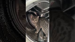 😂😅keşfet cat shortsfeed shortvideo love viral cute beauty kedi tiktok youtubeshorts [upl. by Haeli385]