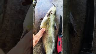 Top 5 Wade Fishing Techniques fishing catchfish fish shorts cooking food fishingtours fyp [upl. by Anilek]