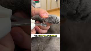 This Is The Easiest Way To Trim Your Cat’s Nails 😸 [upl. by Allisurd]