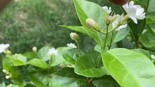 Common disease in Jasmine मोगरा Blossom Midge Budworm [upl. by Josee]