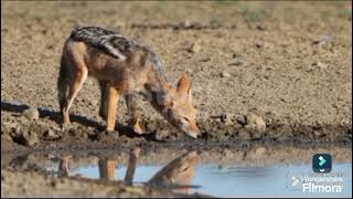 JACKAL AT WATER HOLE drsksinghchanneljaishree1255 [upl. by Alyac]