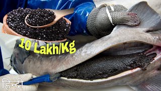 Why Caviar Is So Expensive  इस मछली के अंडे इतने महंगे क्यों होते हैं  Caviar Full Process  Hindi [upl. by Sadirah]