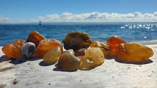 MASSIVE Agate Haul at Damon Point  Washington Coast Rockhounding [upl. by Lazor]