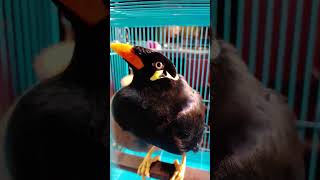 Easy lifefunnyvideo  birds mynahTalking mynah funnyvideo httpsyoutubezfSIb7GIGVw [upl. by Rovit]