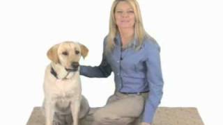 Treating Your Dogs Joint Pain with Rimadyl  PetMeds [upl. by Esirrehc]