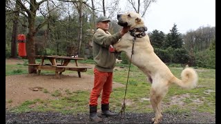 Anatolian shepherd  Turkish Kangal dogs [upl. by Stempien]