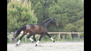 BOREAL DE SUSAETA  SIRED BY POETA DE SUSAETA  ANDALUSIAN STALLION [upl. by Coleville]