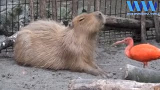 CAPYBARA being FRIENDS with other ANIMALS 😍😍 [upl. by Trinetta529]