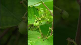 Vitis tiliifoliaVitaceae family nature forestflower trending wildfruits forests floraforest [upl. by Gusta]