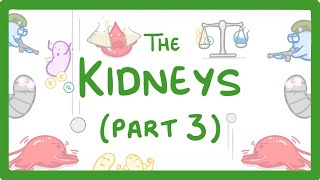 Biology  Kidney Failure Kidneys Part 33 29 [upl. by Bryna]