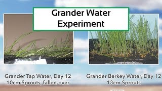 Grander Water Revitalization – Wheat Grass Experiment [upl. by Zoie]