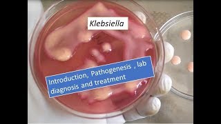 Klebsiella pneumoniae introduction pathogenesis lab diagnosis and treatment [upl. by Naitsirk]