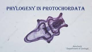 38Phylogeny of Protochordates [upl. by Hortensia]