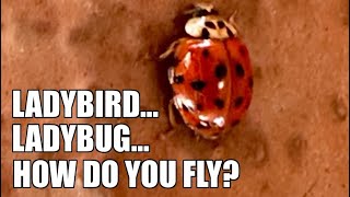 Ladybird…Ladybug…How Do You Fly [upl. by Wootan813]