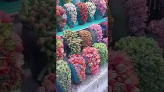 SUCULENTAS COLORIDAS plantas shortvideo comoplantar jardim [upl. by Valentine]