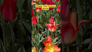 Ottawa Tulip Festival 2024 canadasummervibeslateposttulipstamilexploreteslaroadtrip [upl. by Howes]