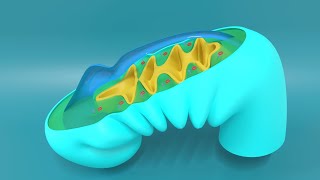 3D Embryology of Pharyngeal arches Pharyngeal Pouches Pharyngeal clefts and Pharyngeal Apparatus [upl. by Adnovoj]