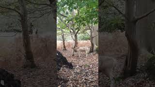 Fallow Deer Nature’s Delicate and Graceful Gems [upl. by Ybloc680]