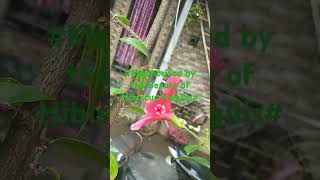 🌺Hibiscus FragilisThe mandrinetteExtremely rare ShrubYoutube shorts [upl. by Badr910]