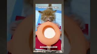 Adorable Kitty Vibes viralvideo cat trending funny usa cute animals pets [upl. by Isle]