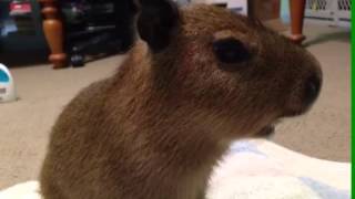 Baby Capybara Squeaking [upl. by Winfield564]