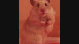 Funny hamsters  Funny hamster video  Part 3 [upl. by Lucretia]