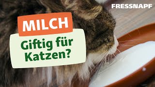 Warum sollten Katzen keine Milch trinken [upl. by Yrreiht]