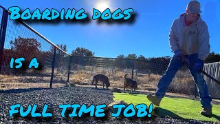 dog boarding business from home is a FULL TIME JOB dogboarding vlog [upl. by Straus]