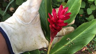 Growing RED GINGER  ALPINIA PURPURATA first flower and THANK YOU [upl. by Xaviera]