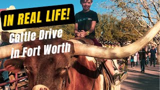 Cattle Drive at the Fort Worth Historic Stockyards  Getting to Sit on a Longhorn [upl. by Oderfodog]