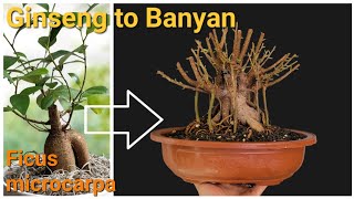 Turning a Ginseng style Ficus into a Banyan Bonsai [upl. by Eul]