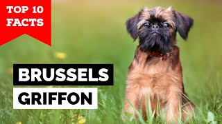 Brussels Griffon  Top 10 Facts [upl. by Eelrebmyk20]